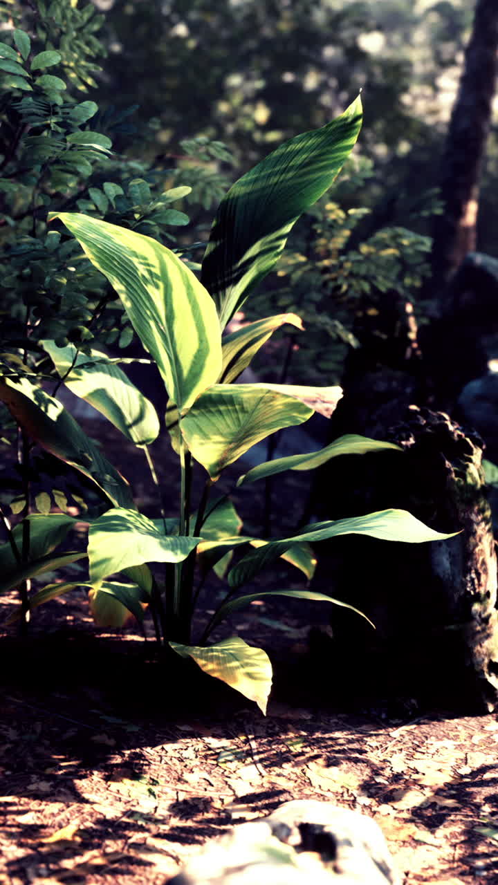 primer plano de una planta verde con hojas grandes en un entorno de la selva