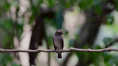 El-Papamoscas-Marrón-Asiático-Es-Un-Pequeño-Pájaro-Paseriforme-Que-Se-Reproduce-En-Japón,-Himalaya-Y-Siberia