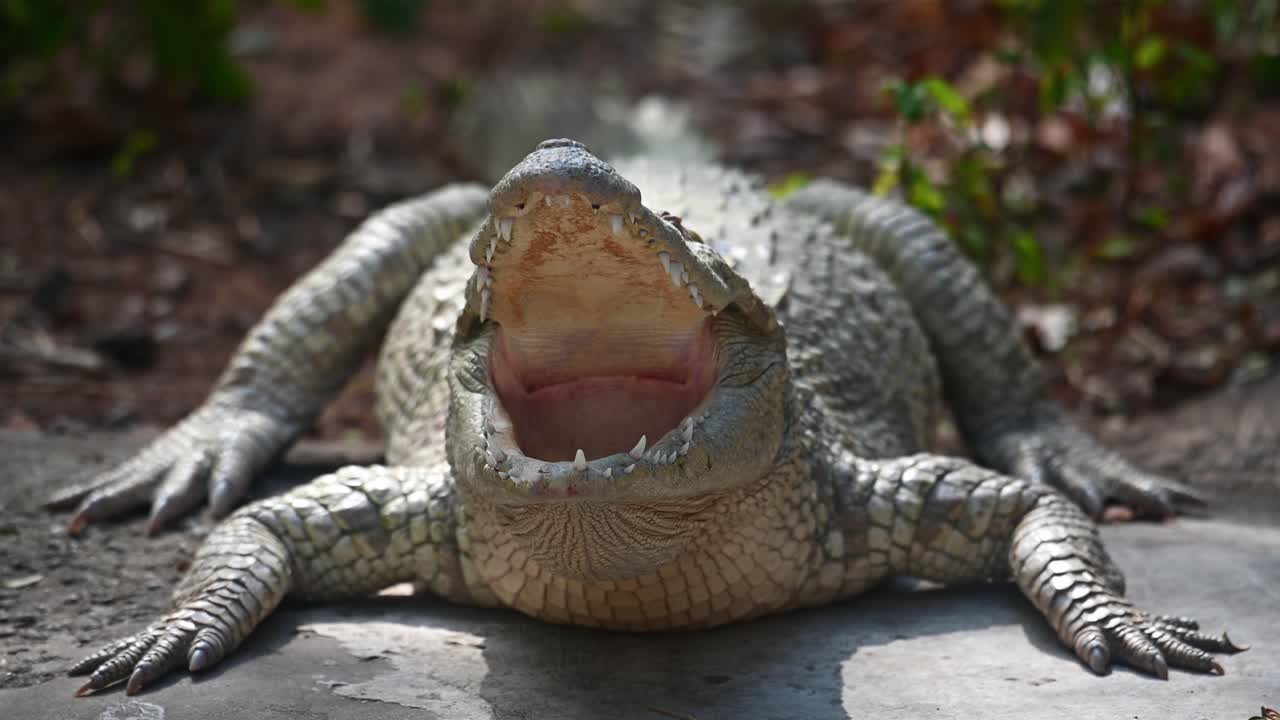 cocodrilo siamés, crocodylus siamensis, tailandia, material de archivo 4k