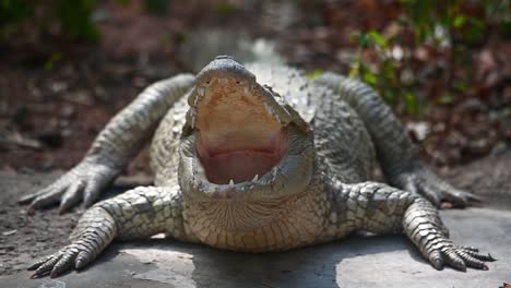 siamese crocodile, crocodylus siamensis, thailand, 4k footage