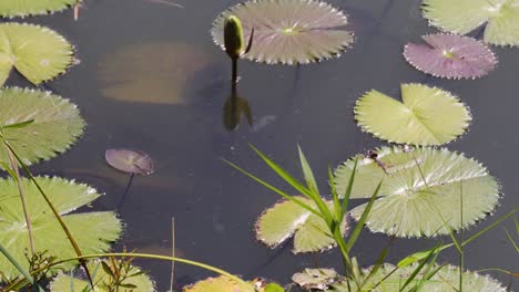 water lilies growing in a peaceful pond.