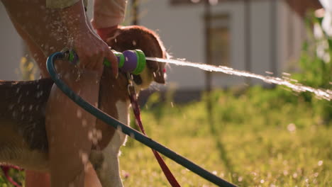 close-up of hand holding water hose spraying stream of water outdoors, with dog standing between legs, creating refreshing summer atmosphere, sunlight reflects off water droplets