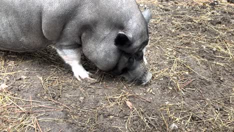 A-black-pig-frantically-searches-for-food-on-the-ground-in-the-farm