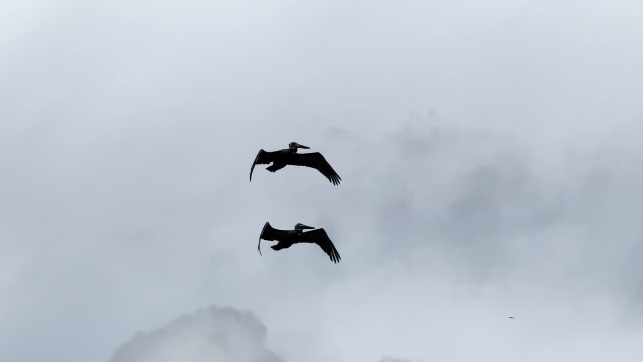 Two pelicans flying overhead through clouds and bright blue sky then flying out of the shot
