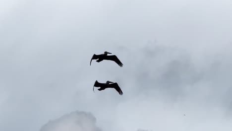 two pelicans flying overhead through clouds and bright blue sky then flying out of the shot