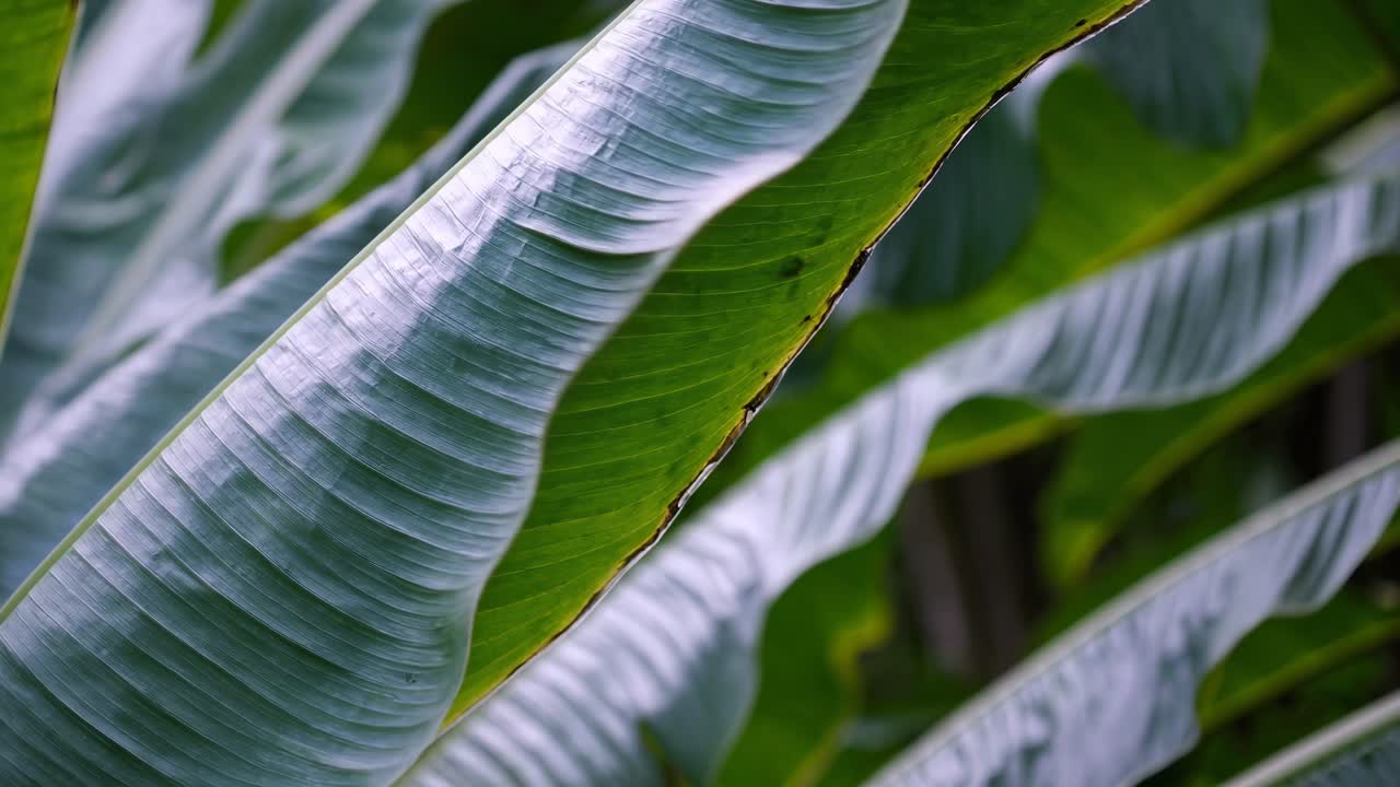 Close-up video of lush green leaves, showcasing their texture and vibrant color