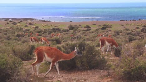 enorme manada de guanaco alimentándose junto al mar en un amplio matorral que muestra el amplio océano en el fondo