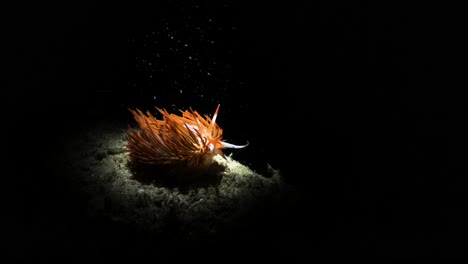 unique artistic underwater video of a vibrant sea creature in the dark lit up only by the light of a scuba divers snoot video torch