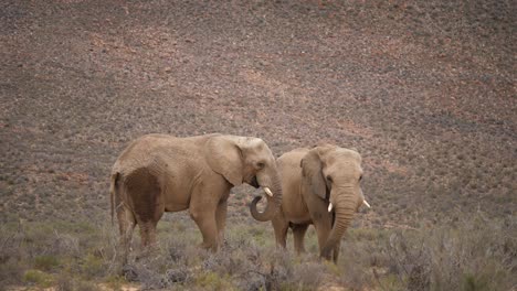 two elephants eating vegetation in south africa