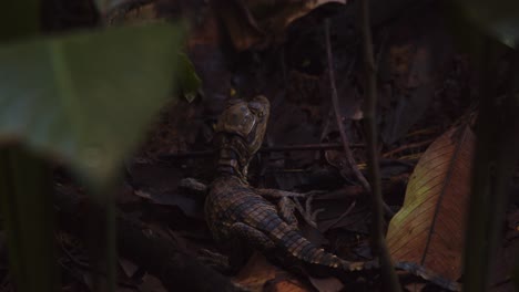 caimán bebé soltero trata de estar inmóvil en el suelo a pesar de haber sido molestado por insectos
