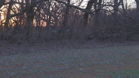 large flock of wild turkeys in thicket with sunset tracking with them left to right