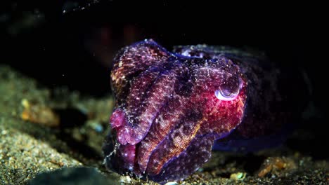 giant australian cuttlefish juvenile sepia apama color change 4k 25fps