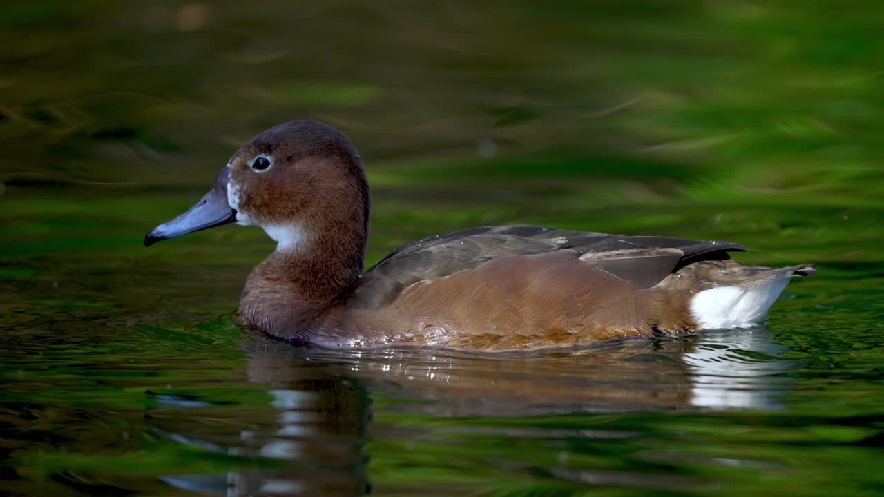 Primo piano di una graziosa femmina di moriglione beccorosa che nuota su acque calme di lago