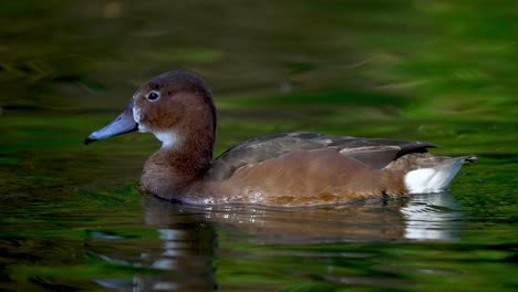 Closeup-of-Cute-Female-Rosy-Billed-Pochard-Duck-Swimming-On-Calm-Lake-Water
