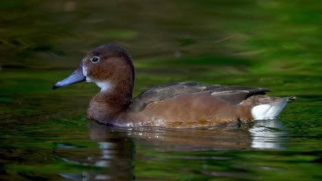 closeup of cute female rosy billed pochard duck swimming on calm lake water