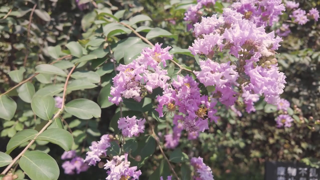 Petali rosa di Lagerstroemia indica in piena fioritura, rami che ondeggiano nella brezza leggera.