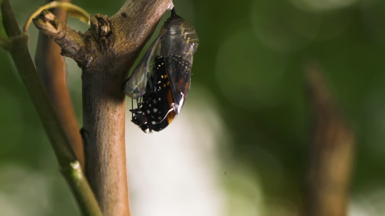 la mariposa monarca emergiendo de la crisálida