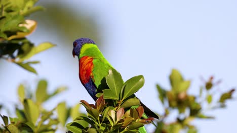 colorful lorikeet perched on a leafy branch