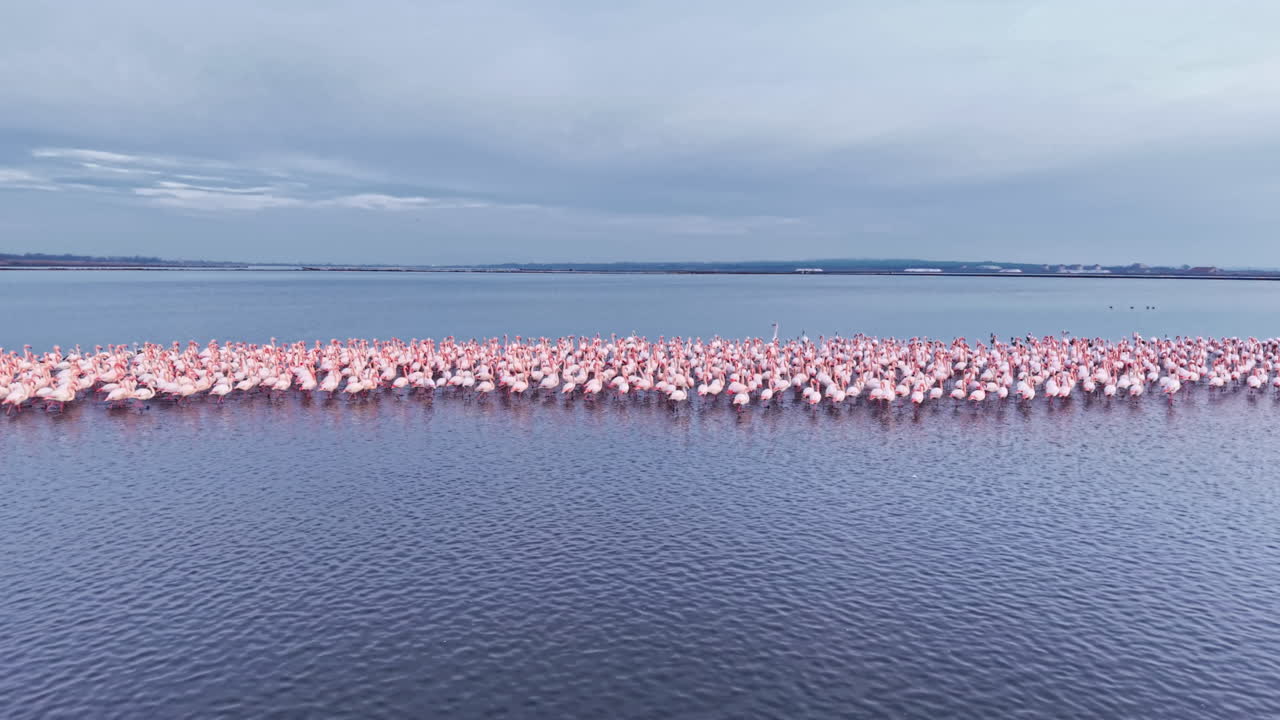Des flamants roses se rassemblent dans des eaux paisibles, reflétant l’élégance et la beauté au coucher du soleil dans un cadre lacustre tranquille.