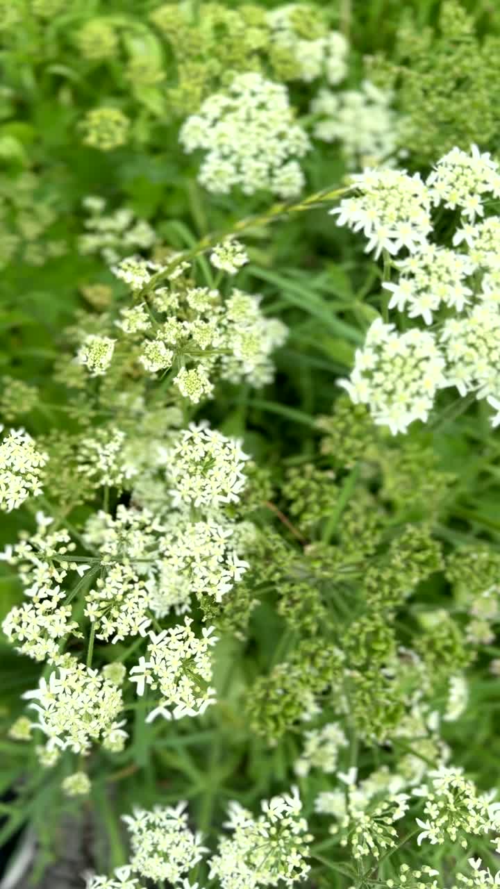 Close-up of delicate white alpine wildflowers blooming among lush green leaves and grass, showcasing the fine textures and gentle beauty of high-altitude mountain flora