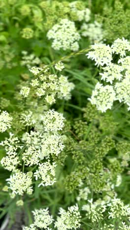 close-up of delicate white alpine wildflowers blooming among lush green leaves and grass, showcasing the fine textures and gentle beauty of high-altitude mountain flora