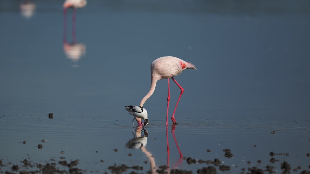 los flamencos en ngorongoro, áfrica, en el lago ndutu, en el área de conservación de ngorongoro en el parque nacional de ndutu, tanzania, en animales africanos y safari de vida silvestre, caminando y alimentándose en el agua.