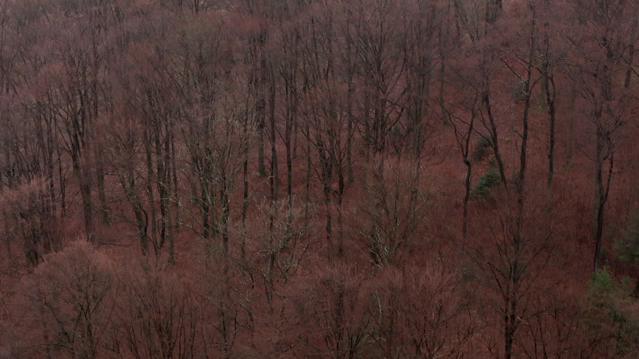 sauerland 숲의 나무 숲에서 가을의 테이프