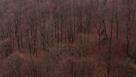 fall's tapestry in the sauerland forest beech forest