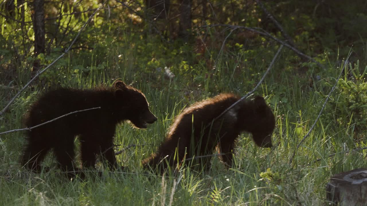 In the gentle light of dusk, grizzly bear cubs are spotted foraging in the undergrowth of a dense, green woodland