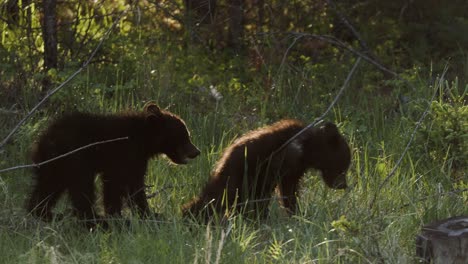 dans la douce lumière du crépuscule, des oursons grizzlis sont repérés en train de se nourrir dans le sous-bois d'une forêt dense et verte.