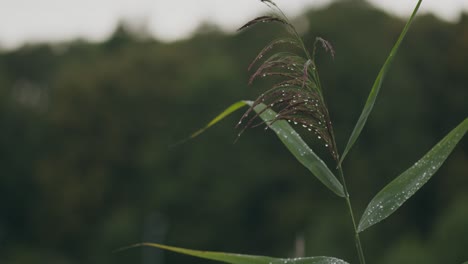 Gotas-De-Rocío-Matutino-Sobre-Hojas-Largas-Y-Herbosas-De-Movimiento-Lento-Sobre-Fondo-Oscuro