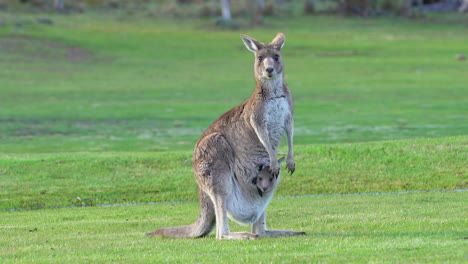 kangaroo with joey saying hello to camera animal green grass blue sky roos nature wildlife outback snow mountains australia by taylor brant film