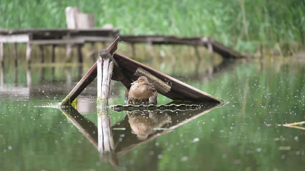 Wild duck sitting on the nest with little ducklings. Waterfowl covering her chicks sitting on the plank on the river.