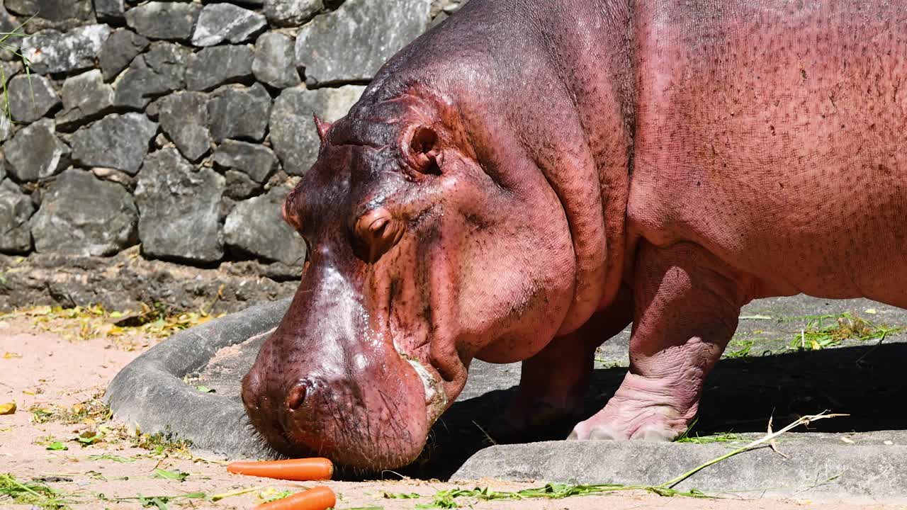Hippo munching on carrot at Chonburi zoo