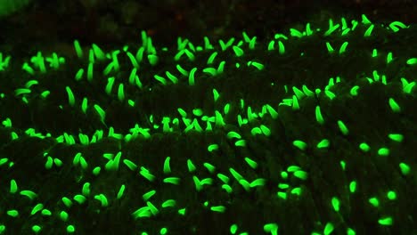 Fluorescent-mushroom-coral-close-up-at-night-glowing-in-bright-green-colour