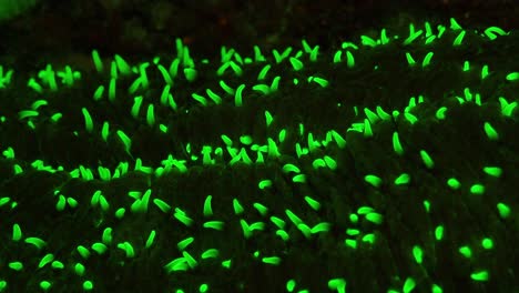 coral hongo fluorescente de cerca en la noche brillando en color verde brillante
