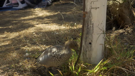 australian wood duck drinking from dripping outdoor tap