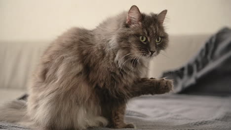 lindo gato esponjoso lamiendo su pata sentado en el sofá en casa