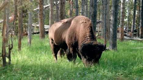 american bison buffalo yellowstone national park