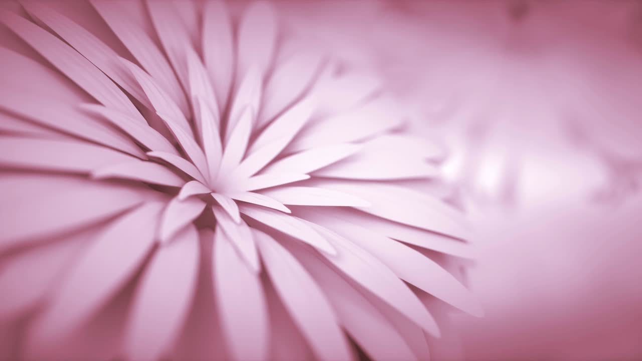 hermosa flor de margarita que gira lentamente sobre un fondo negro giratorio