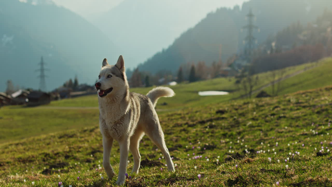 Majestic husky walking through an open alpine field at sunset, with breathtaking mountain views and golden skies in the background.