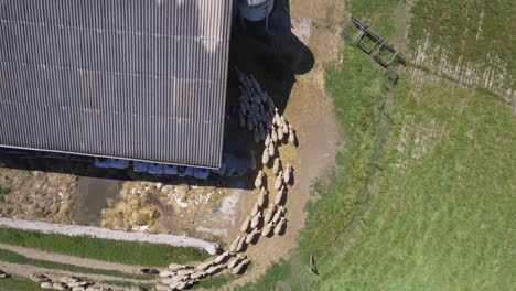 aerial view of flock of sheep entering the corral