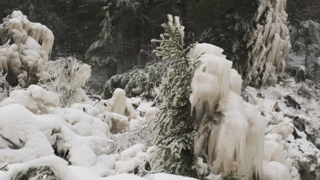 pine trees covered in ice by the relentless spray of a winter waterfall