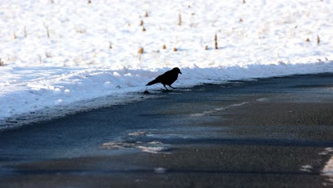 Ein-Rabe-Sucht-Im-Winter-Auf-Der-Straße-Nach-Essbarem