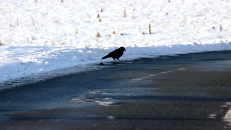 a raven is looking for something to eat on the street in winter