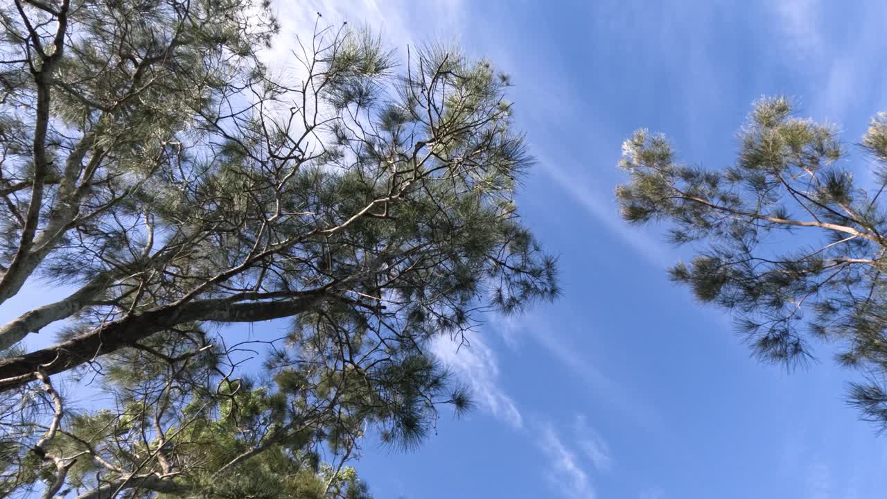 나무 가지들이 은 파란 하늘 아래 흔들리고