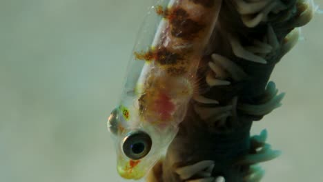 a small fish with a transparent body showing its organs while breathing underwater