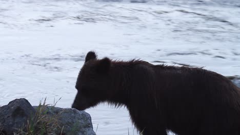 Wet-Grizzly-bear-stands-by-shaded-river-rocks