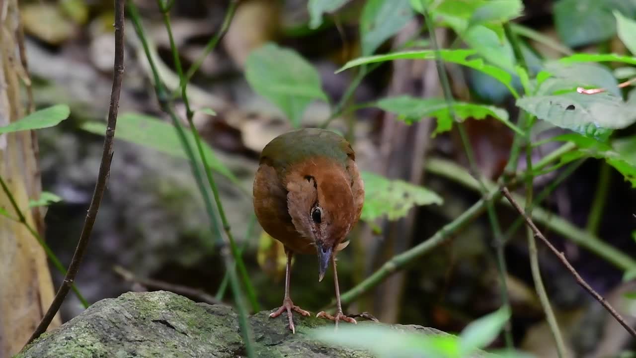 la pitta de nuca oxidada es un ave confiada que se encuentra en hábitats de bosques montañosos de gran altura, hay muchos lugares en tailandia para encontrar esta ave