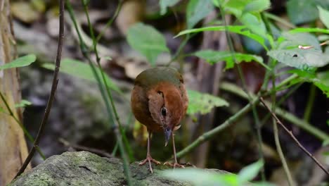 the rusty-naped pitta is a confiding bird found in high elevation mountain forests habitats, there are so many locations in thailand to find this bird